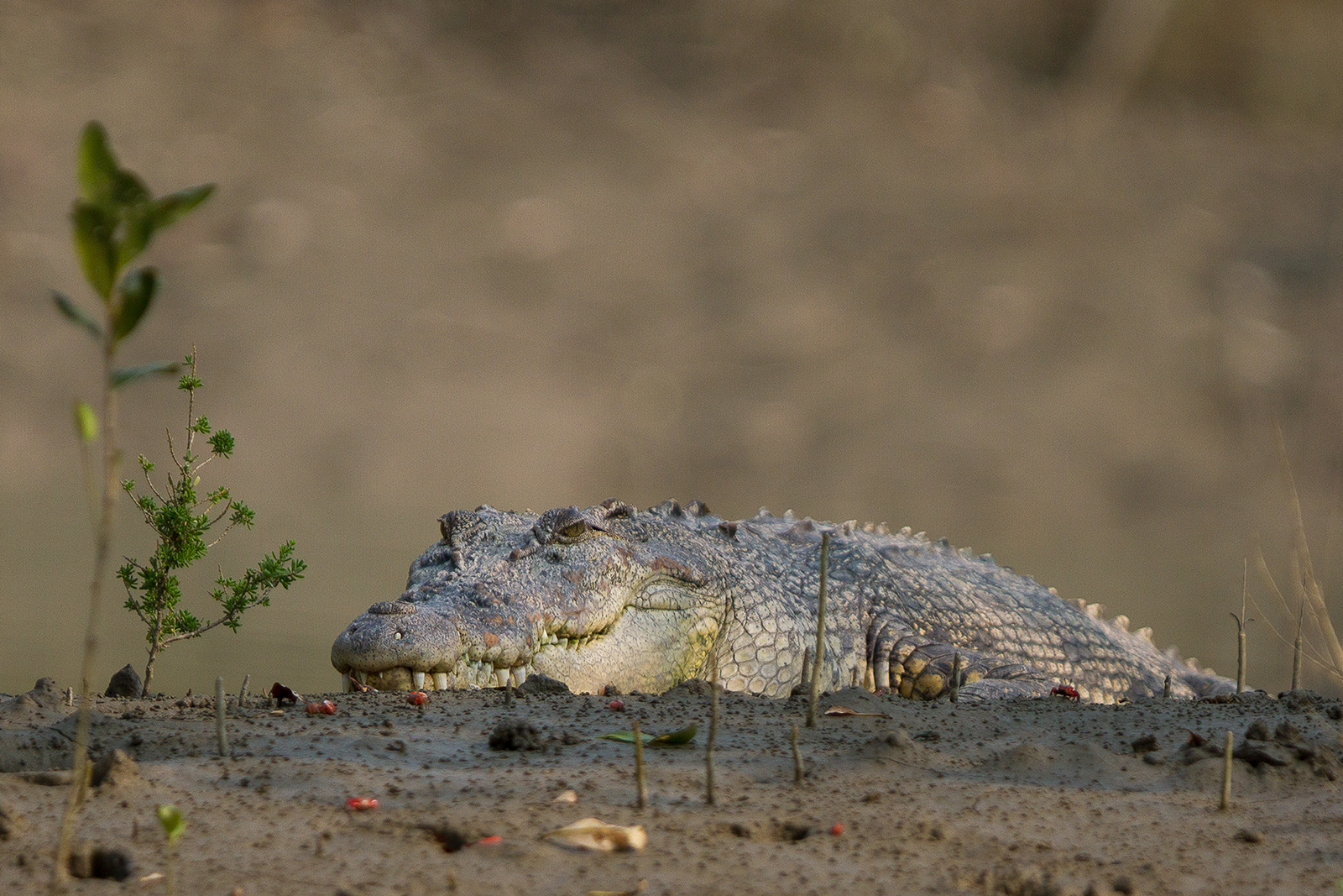 salt water crocodile in sundarban