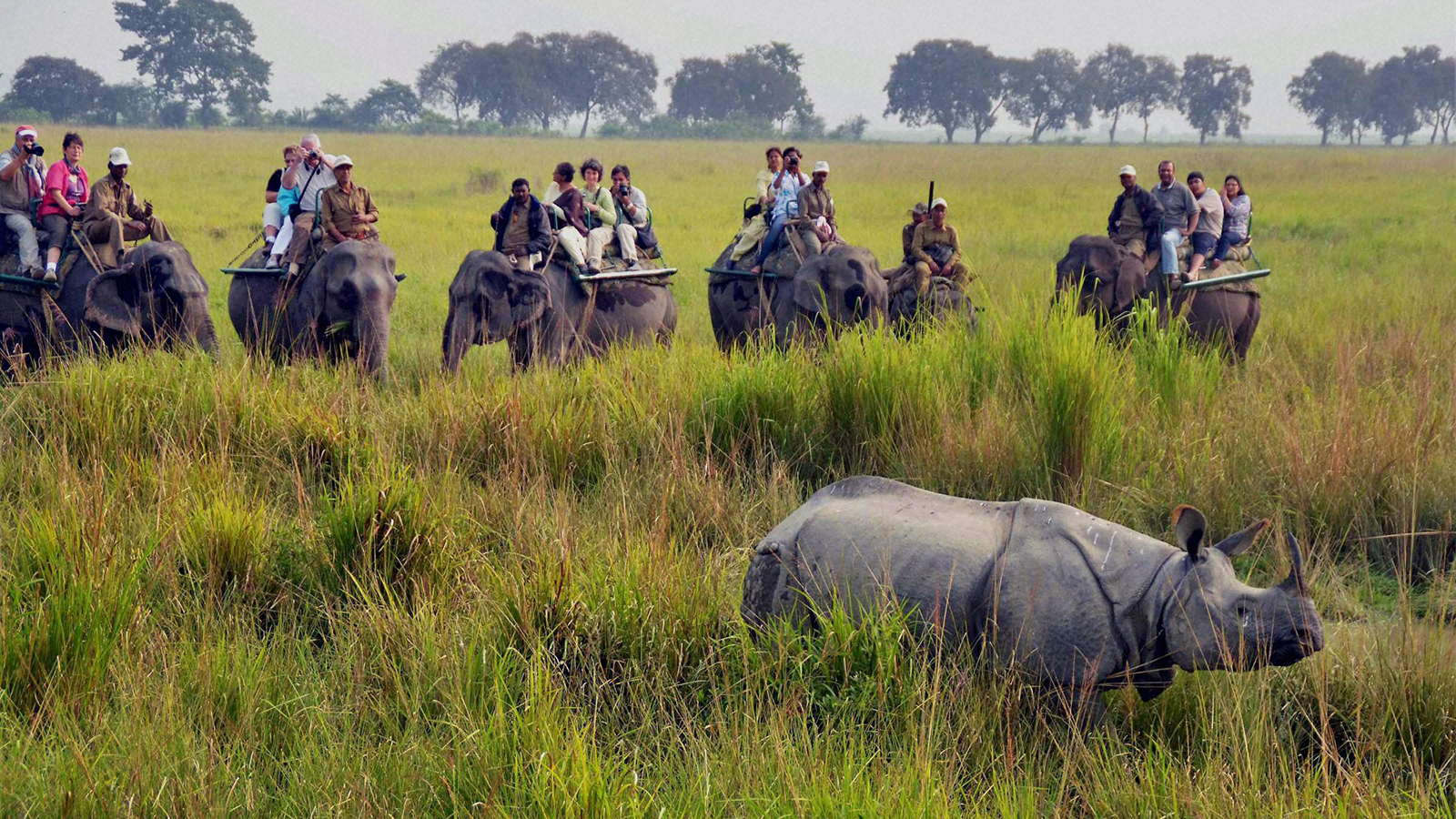 single horn rhino in kaziranga national park