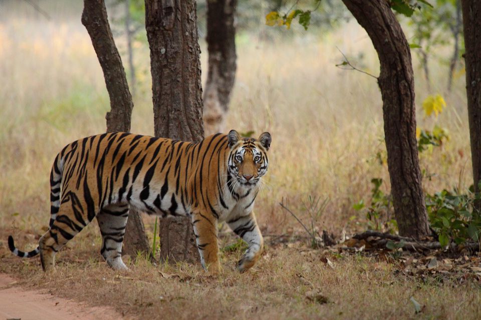 tiger in bandhavgarh national park