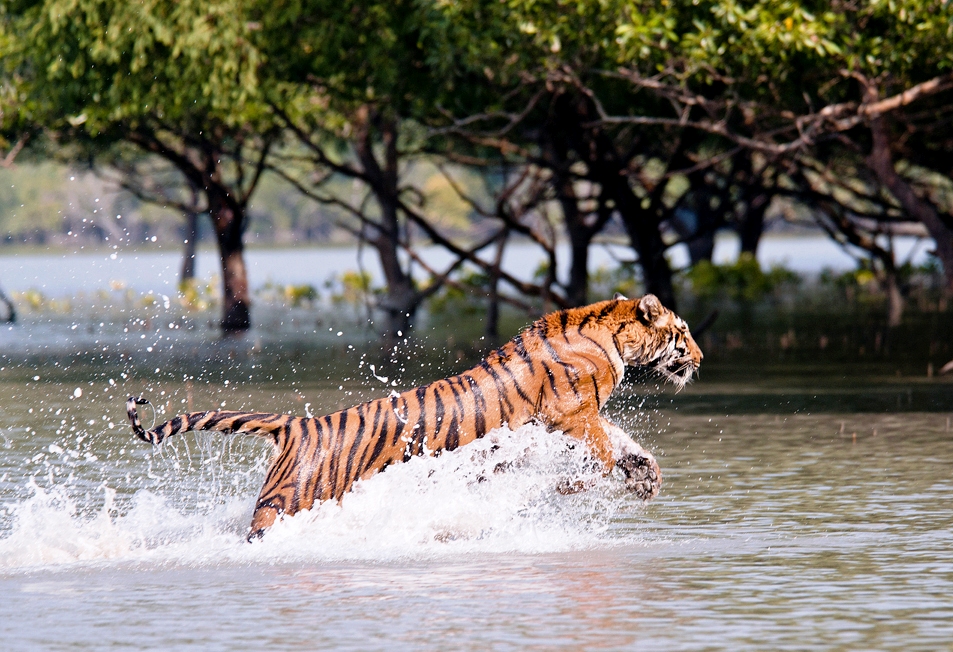 tiger in river in sunderbans national park