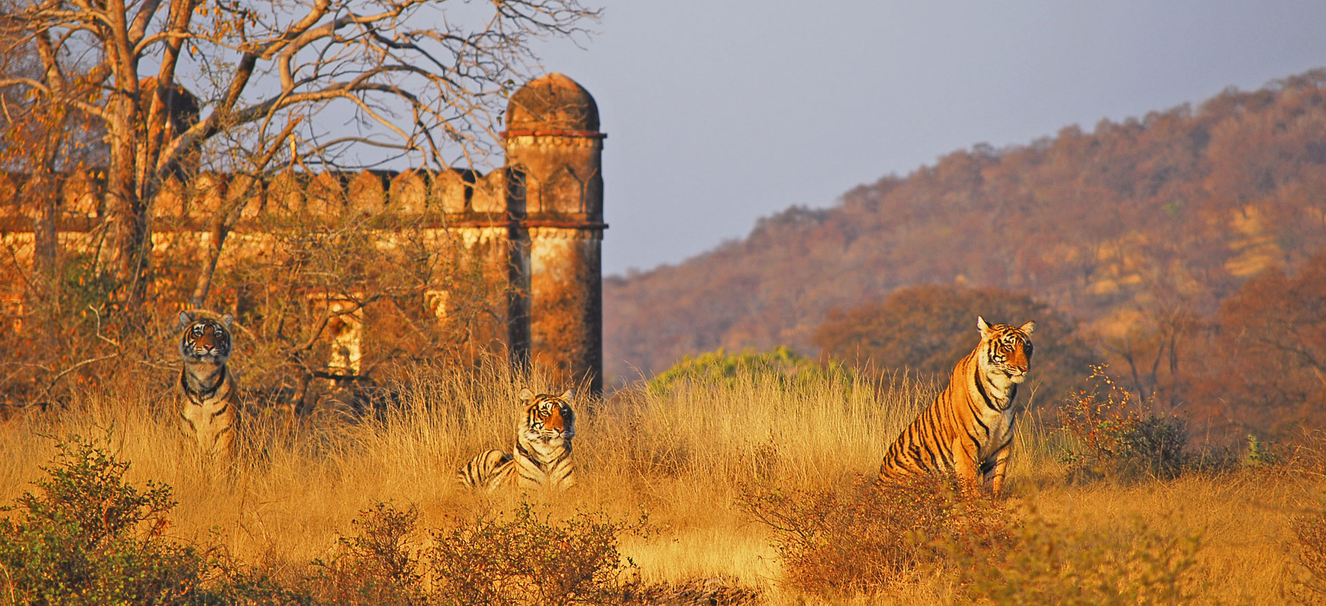 tigers in ranthambore fort in ranthambore national park