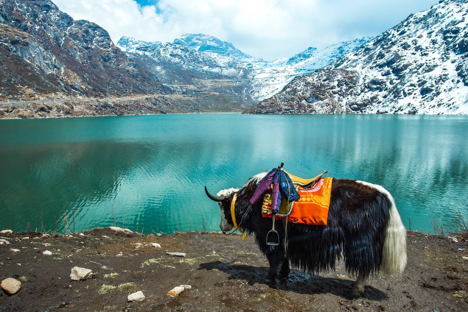 bull in sikkim - places to visit in india before 30