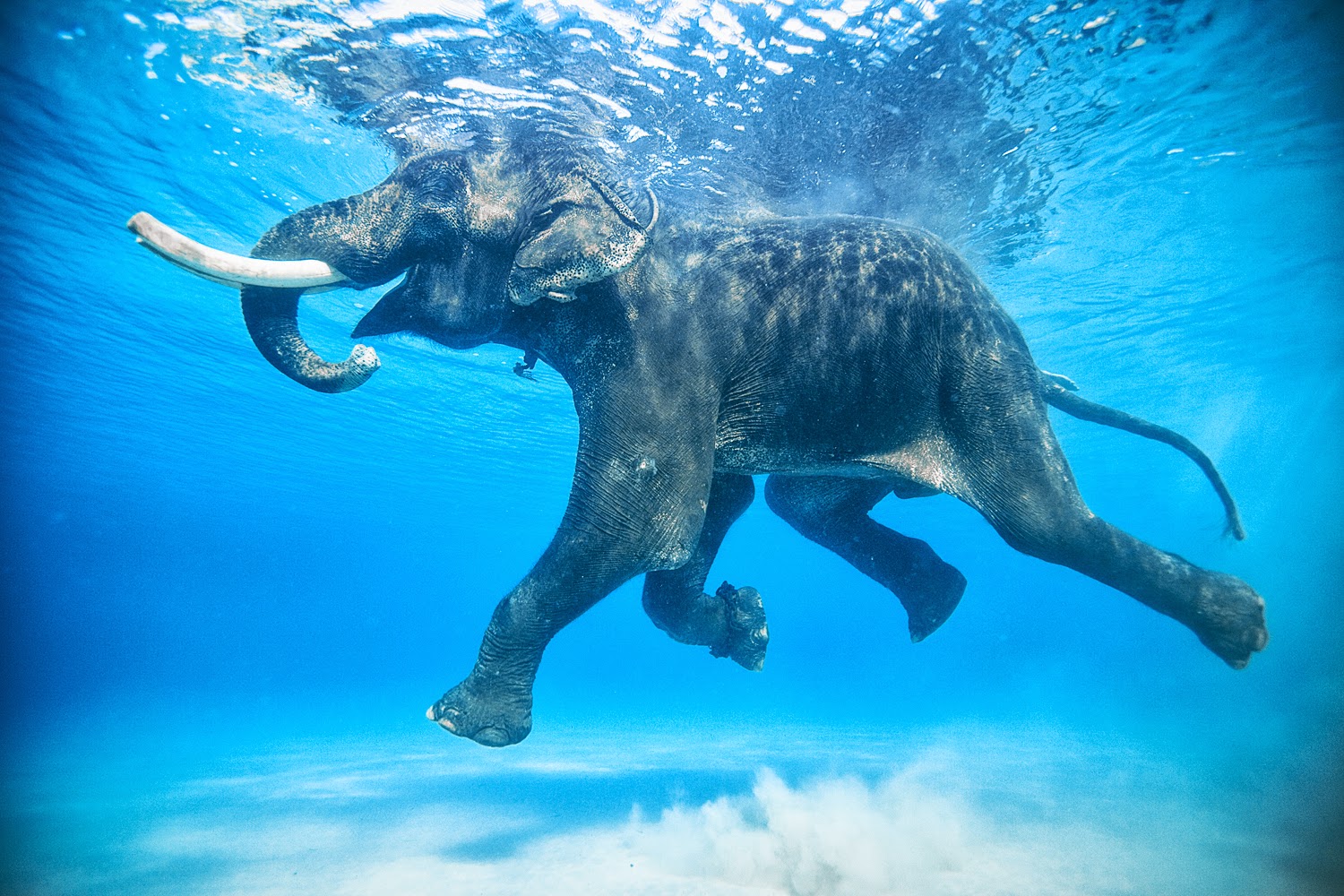 elephant swimming in andaman island - places to visit in india before 30
