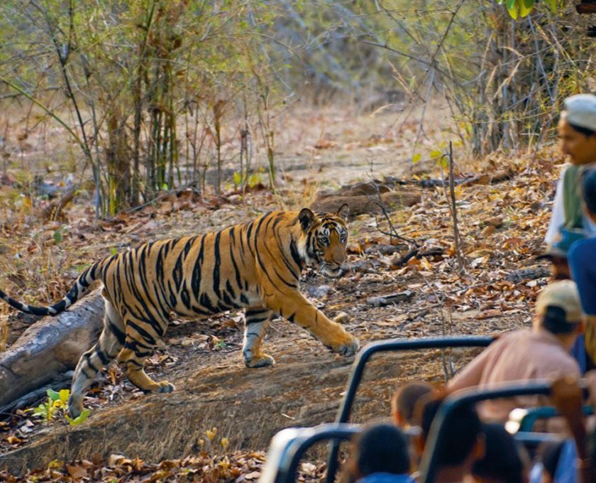 tiger at bandhavgarh madhya pradesh - places to visit in india before 30