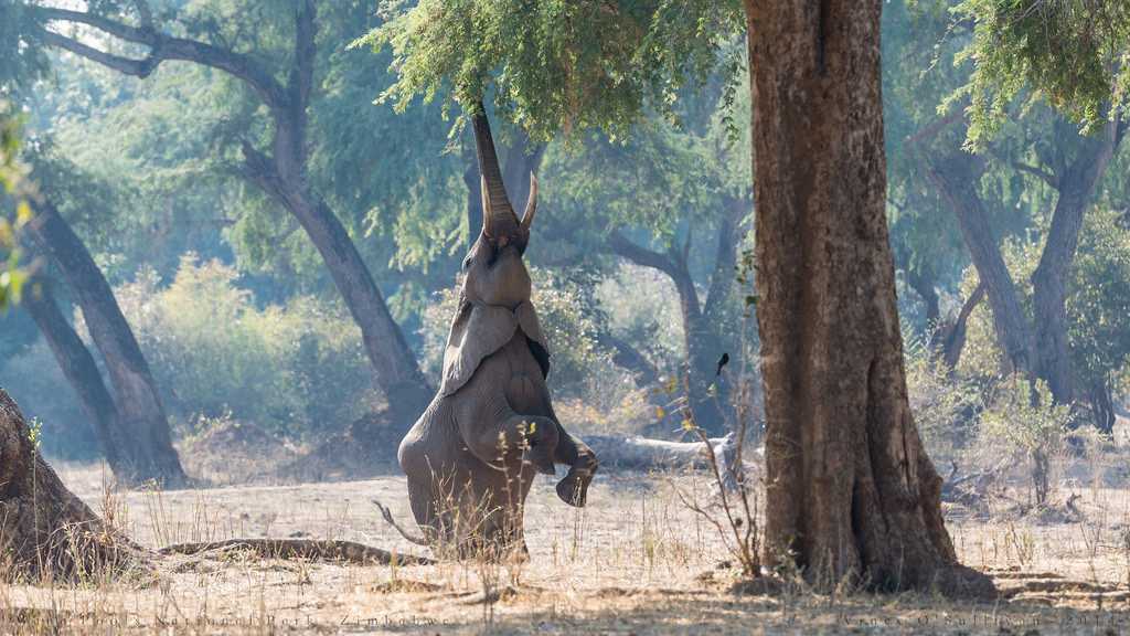 assam manas wildlife sanctuary - world heritage sites in india