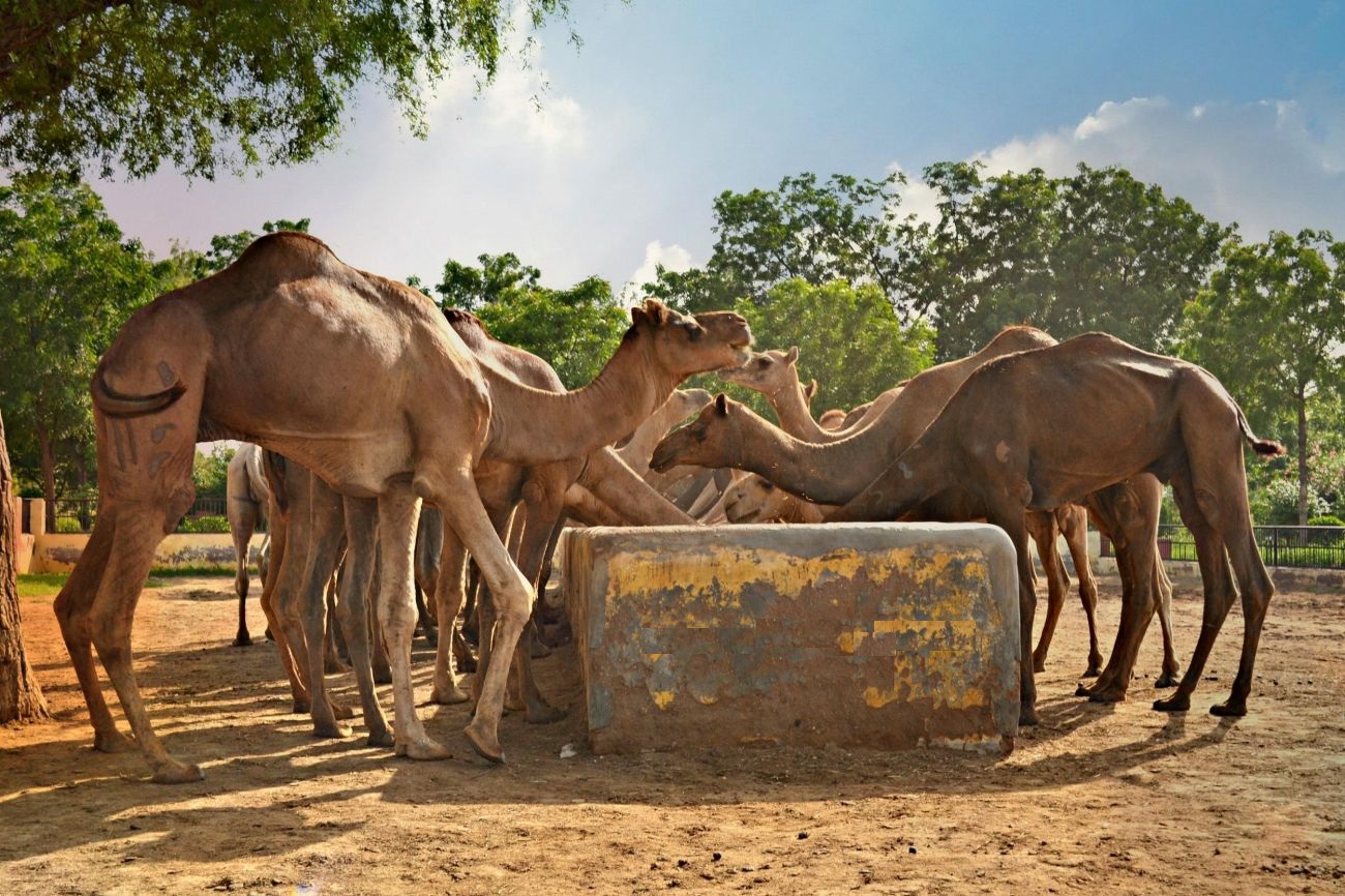 camel research farm bikaner, desert cities in rajasthan