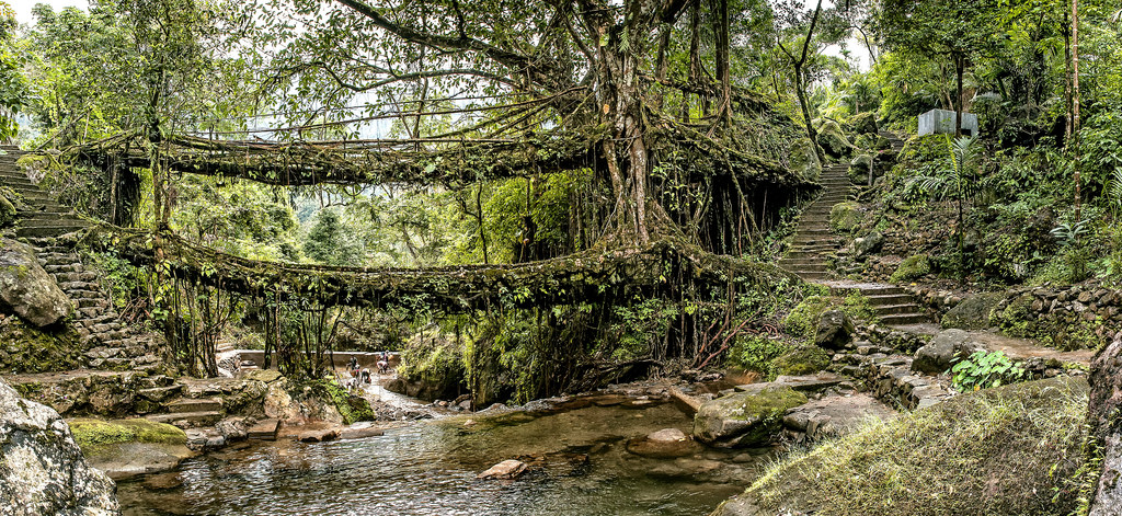 living root bridge shillong - place to visit for sumer vacations in india with family