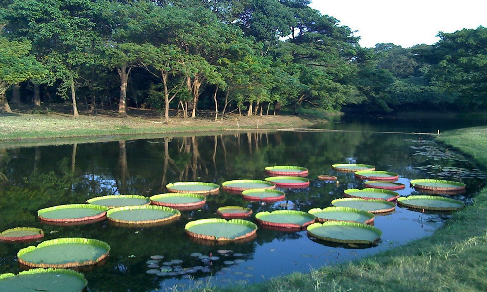 Botanical Garden Kolkata