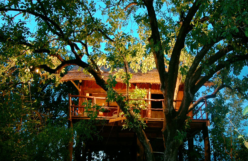 tree house by travelsite india