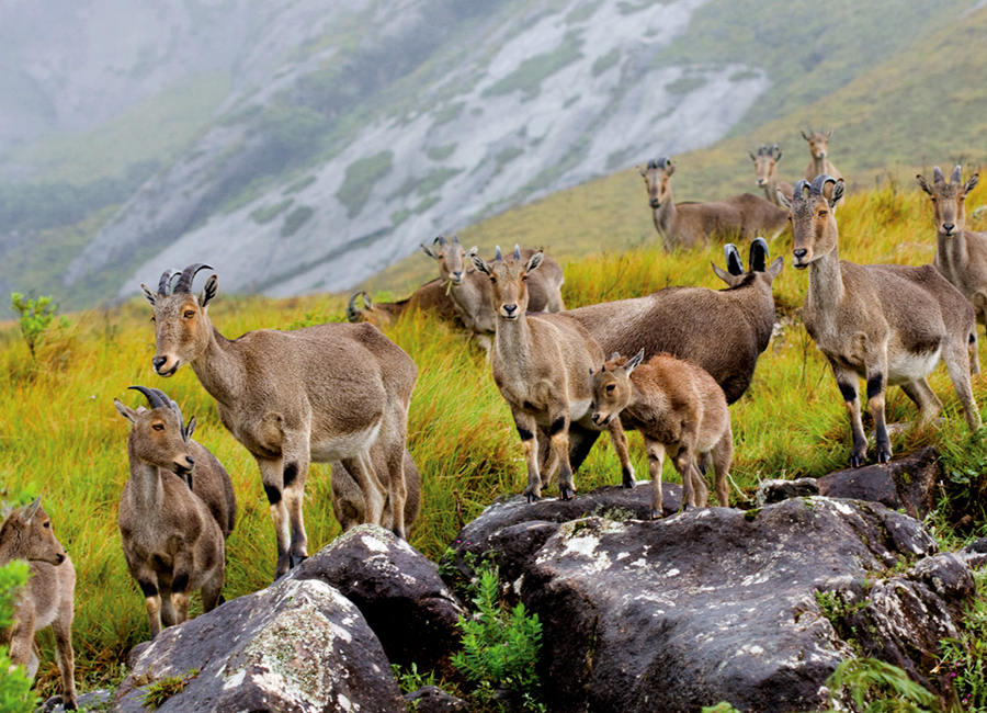 Eravikulam National Park by Travelsite India