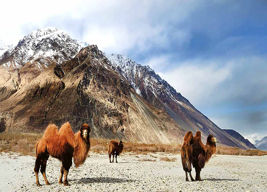 Hemis-National-Park-leh-ladakh by travelsite india