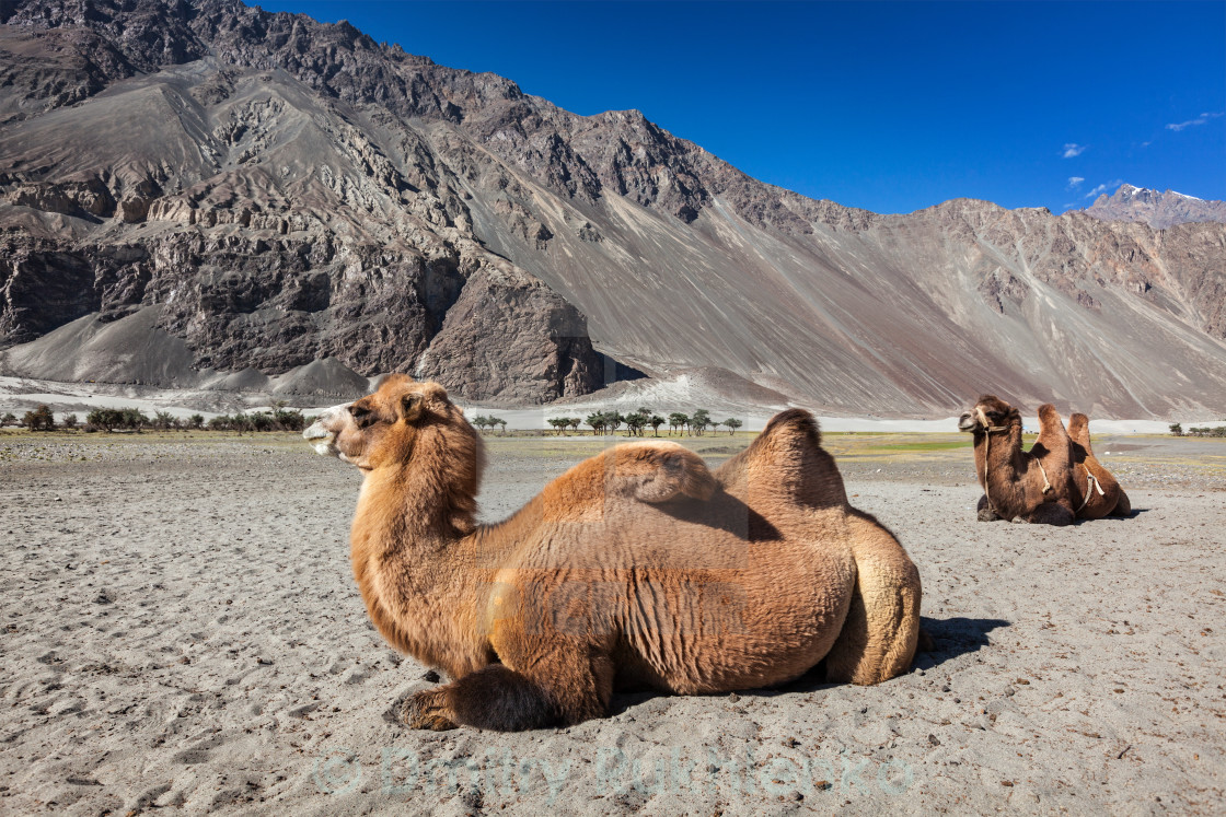 The Hundar Village leh by Travelsite India