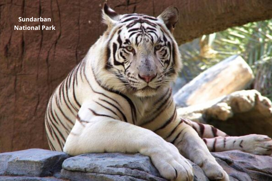 Sundarban White Tiger