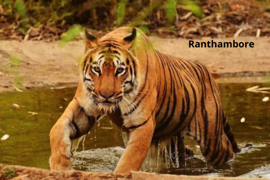 ranthambore NATIONAL PARK