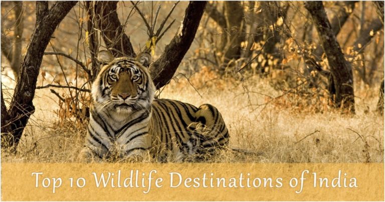 top 10 wildlife destination of india
