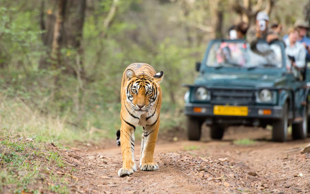 places for safari in india