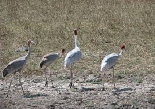 Little Rann, Deccan Odyssey