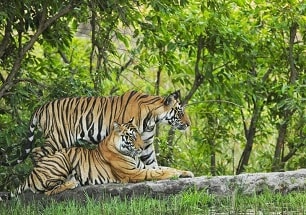 Pench National Park Deccan Odyssey