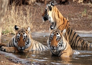 Sasan Gir, Deccan Odyssey