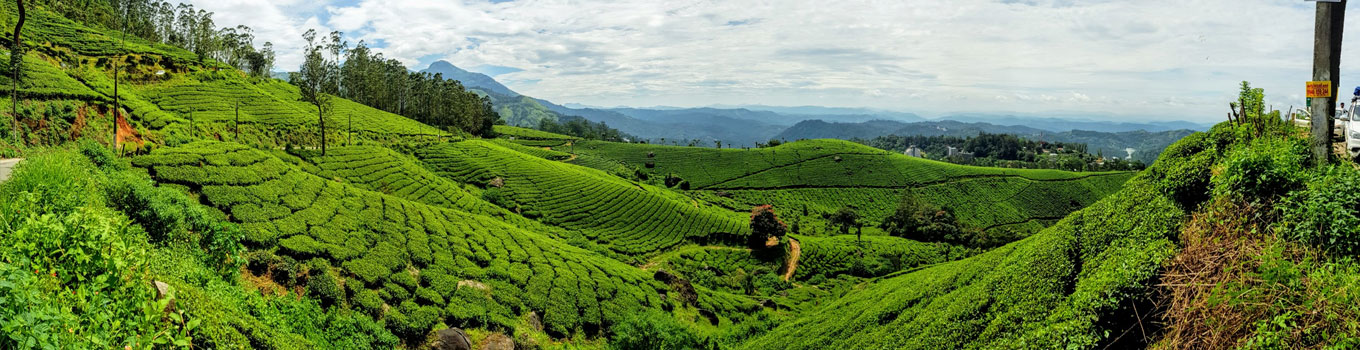 Kerala Tea Plantation Tour