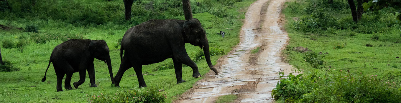 Exotic South India Wildlife Tour