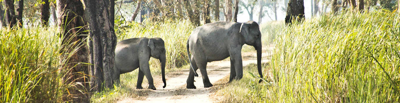 Golden Triangle Wildlife Tour India