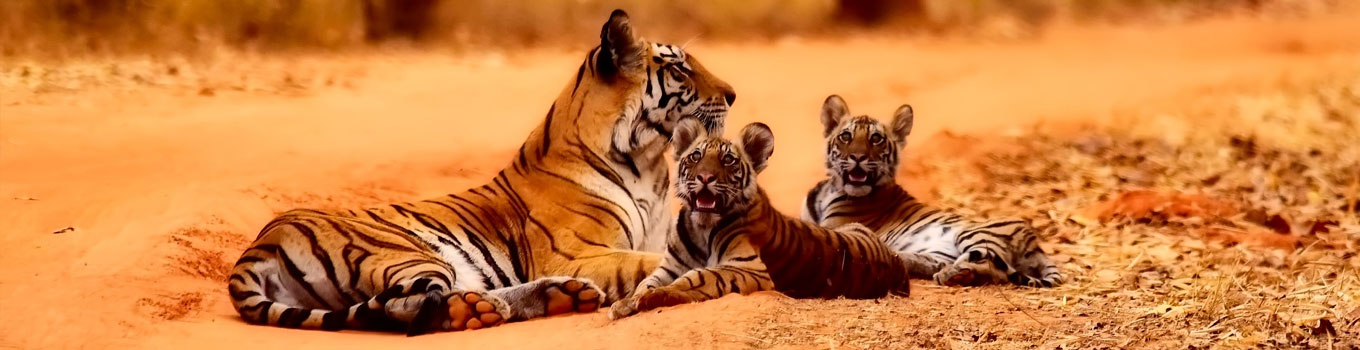 Wildlife Tour Packages