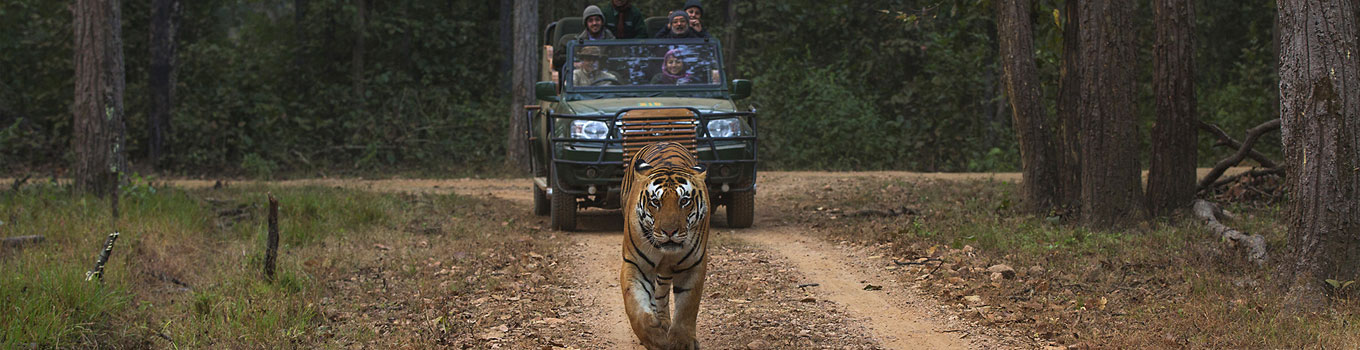 Rajasthan Wildlife Safari Tour