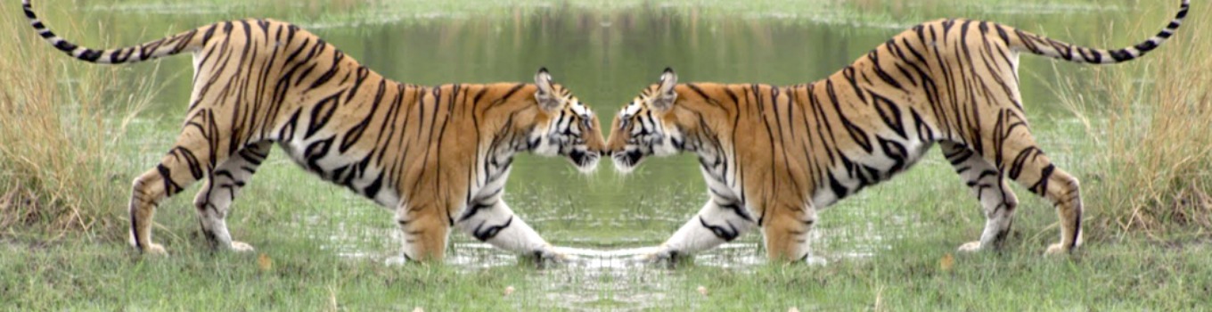 sunderbans-jungle-banner